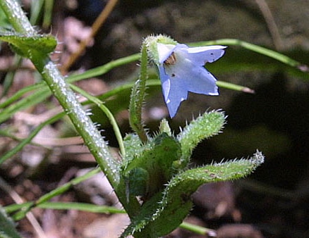 Boretsch mehrjährig Bio Pflanze