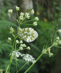 Samen Wiesenkerbel Bio