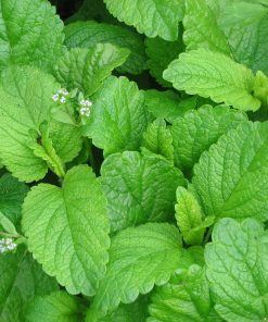 Zitronenmelisse Bio  Pflanze sommerlich