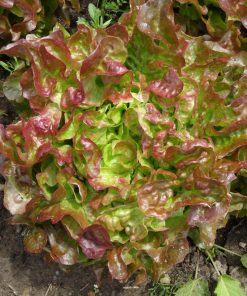 Pflücksalat Eichblattsalat „Bijella“