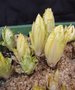 Chicorée „Tardivo“