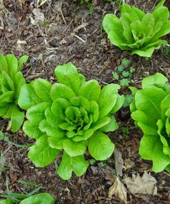 Kopfsalat Kaiser Selbstschluß