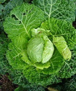 Wirsingkohl „Ulmer“