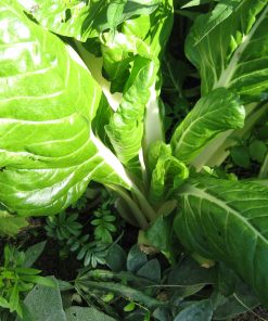 Mangold Glatter Silber