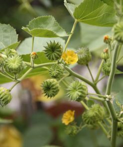 Schön- oder Fasermalve